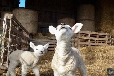 קוטג'' Bran Goesgoch