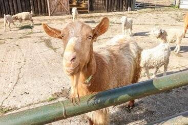 Saddlers Cottage, Berllandeg Farm