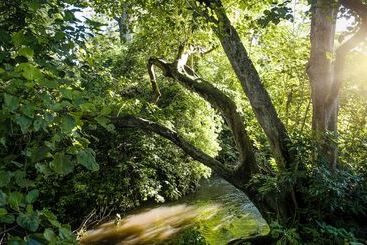 Отель Rivertrees Country Inn