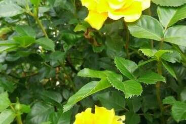 Mini Hotel Matreshka