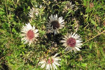 펜션 Gästehaus Schmid