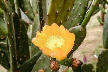 住宿加早餐  Pura Sangre