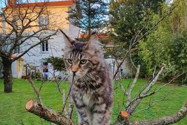 بنسيون La Maison Du Main Coon