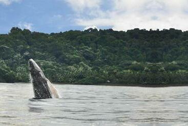 Bed and Breakfast Vive Nuqui