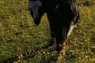 بنسيون Durham Donkey Rescue Shepherd S Hut