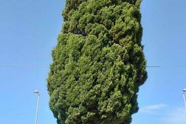 Bed and Breakfast L Albero Bello Holiday