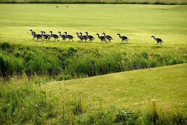 Golf & Landhotel Am Alten Deich