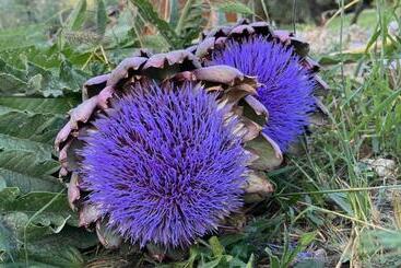 شقق خاصة سياحية Masseria Pecorini
