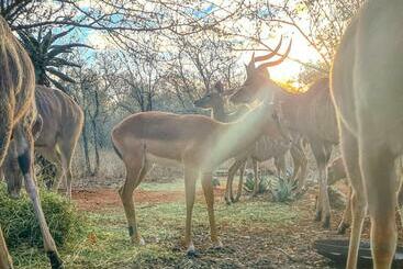 דירות לתיירים Kaya Lethu