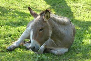 호텔 Gasthaus Schäfle