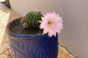 شقق خاصة سياحية Les Jardins D Assilah