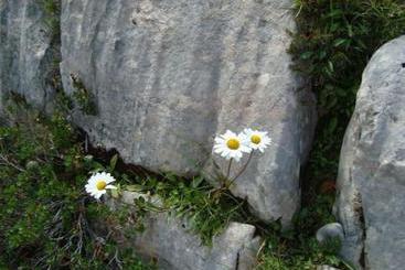 Отель Haus Kristall