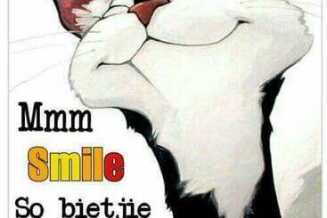 פנסיון Little Escape