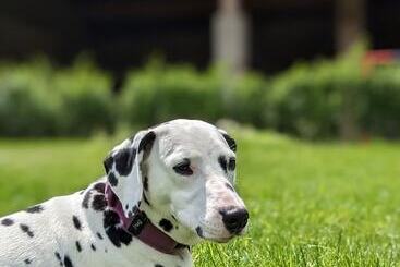 مبيت وإفطار Manoir La Cerise