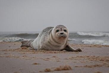 Strandhotel Camperduin