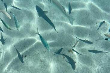 بنسيون Villa Zinnibiri