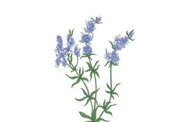 Casa Degli Aromi Armonie Aromatiche