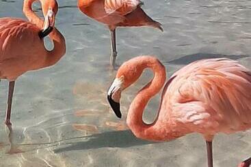 Palmita Hotel Hostel