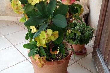 B&b Selinunte Artemisia