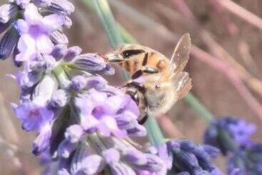 ツーリストアパートメント Villa Vai Avec Piscine