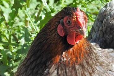 游客公寓 Stenlid Med Naturen Och Lugnet I Fokus
