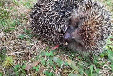 شقق خاصة سياحية Lusi Holiday, смолянски езера