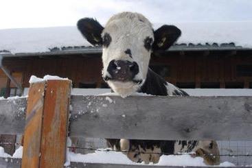 호텔 Ferienwohnungen Mittermoos