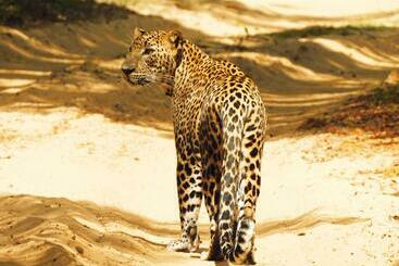 ベッドアンドブレックファースト Leopard Cross Safary Tours Wilpattu   From Sapphirbase