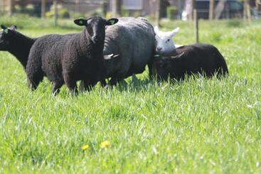 住宿加早餐 Logerenbijonsz