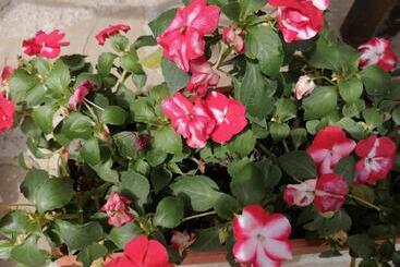 بنسيون къща цвети 1 трявна