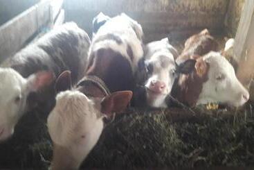 Pensiunea Agroturistica Green Odoba