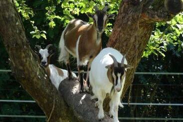 住宿加早餐  La Belle D Antan