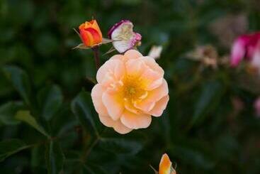 Agriturismo Il Borgo