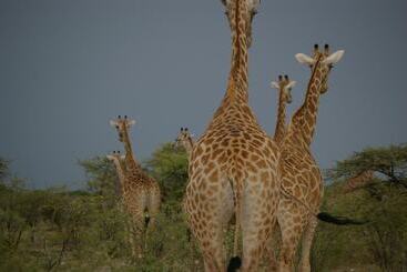 בית מלון כפרי Ohange Namibia Lodge