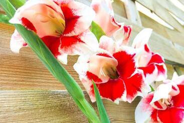 צימר Lotus Oasis I Natural Food & Room Experience