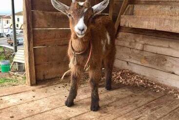 פנסיון The Azores Homestead   Terceira