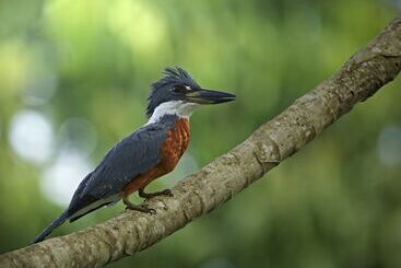 ホテル Heliconias Nature Inn & Hot Springs