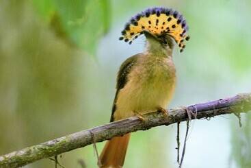 فندق Esquinas Rainforest Lodge