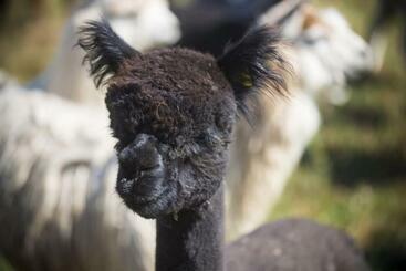 Hacjenda Alpaka Mini Zoo