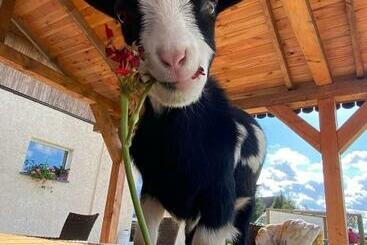 Agroturystyka Nad łąkami