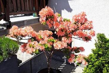 مبيت وإفطار Willa Celina