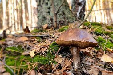 Pensjonat Leśniczówka