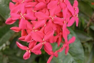 פנסיון Kamatha Ceylon