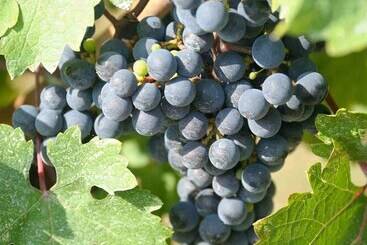 호텔 Relais La Colombara Spa & Wellness