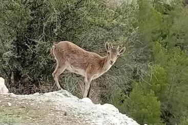 Casa Montaña Vélez Málaga B&b