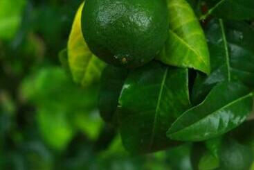 ペンション Coffeeisland Heritage Farm Villas