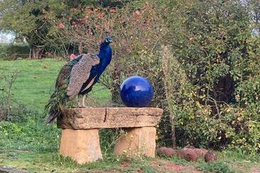 ベッドアンドブレックファースト Chambres Des Eaux 28 Baptistine