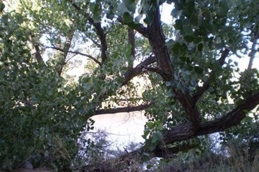 Silver River Adobe Inn Bed And Breakfast