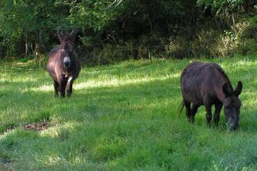 ベッドアンドブレックファースト Le Puy Babin Chambres Familiales à La Ferme