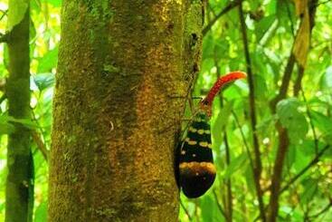 Khao Sok Country Resort